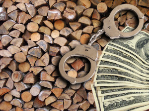 Wood Smuggling Bust