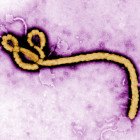 Ebola Virus