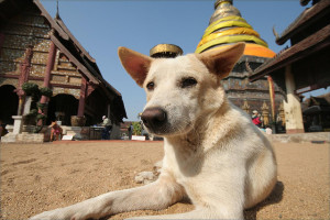 Dog by Thailand Temple