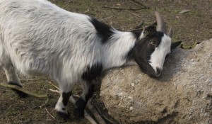 goat-720814_960_720